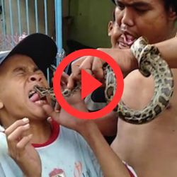 GAROTO BRINCA COM COBRA E OLHA O QUE ACONTECEU?