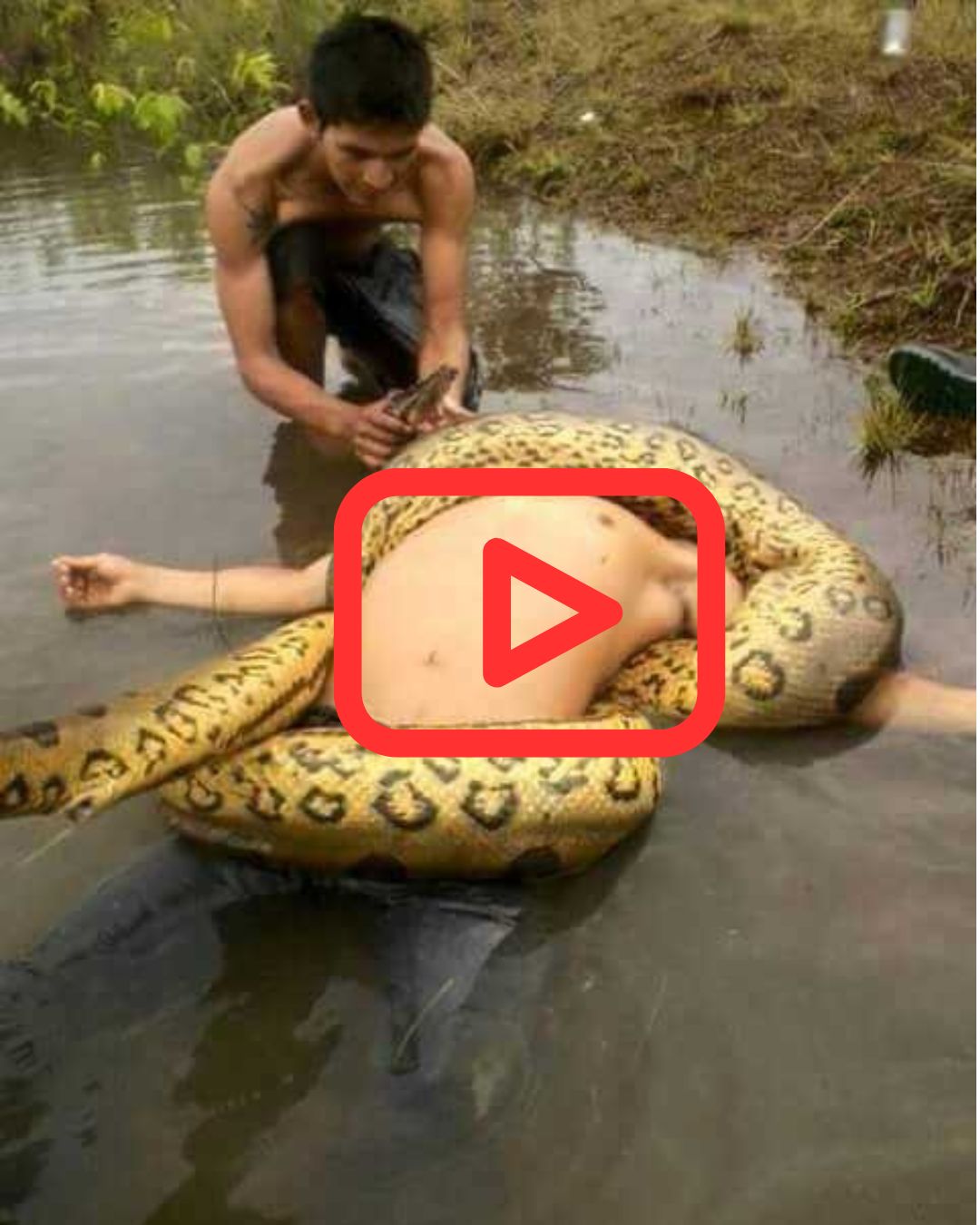 SUCURI GIGANTE ATACA CRIANÇA!